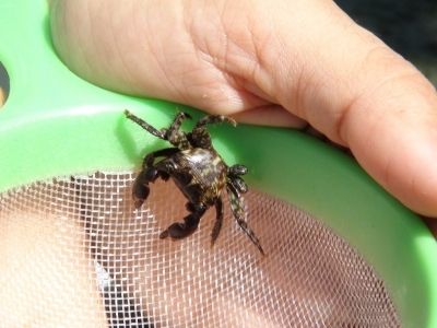 Caranguejo pertencente ao ecossistema Cost&atilde;o Rochoso