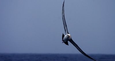 Albatroz-de-nariz-amarelo-do-Atl&acirc;ntico (Thalassarche chlororhynchos), uma das esp&eacute;cies de albatroz amea&ccedil;ada de extin&ccedil;&atilde;o