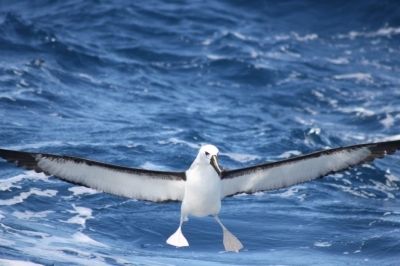 Albatroz-de-nariz-amarelo-do-Atl&acirc;ntico (Thalassarche chlororhynchos), uma das esp&eacute;cies de albatroz amea&ccedil;ada de extin&ccedil;&atilde;o, pousando no mar