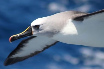 Albatroz-de-nariz-amarelo-do-Atl&acirc;ntico (Foto: Dimas Gianuca/Projeto Albatroz)