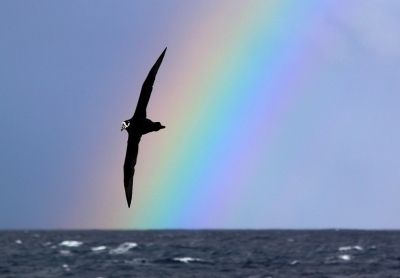 Rainbow (Arco-&iacute;ris) foto que conquistou 1&ordm; lugar em categoria do concurso