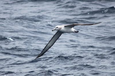 Albatroz-arisco (Thalassarche cauta) Albatroz-arisco (Thalassarche cauta)