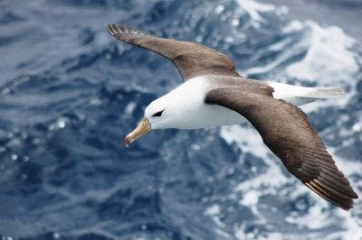 Foto: Dimas Gianuca Foto: Dimas Gianuca