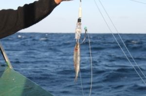 O hook pod esconde a isca, evitando que o albatroz tente comê-la O hook pod esconde a isca, evitando que o albatroz tente comê-la