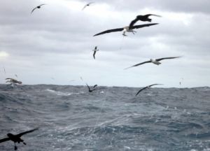 No primeiro embarque, Dimas Gianuca, flagrou o albatroz, em pleno vôo, puxando a isca da linha secundária da pesca de espinhel No primeiro embarque, Dimas Gianuca, flagrou o albatroz, em pleno vôo, puxando a isca da linha secundária da pesca de espinhel