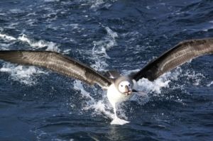 Outro momento de roubo de isca registrado por Dimas Outro momento de roubo de isca registrado por Dimas