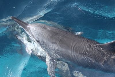 Projeto Golfinho Rotador/ Divulga&ccedil;&atilde;o