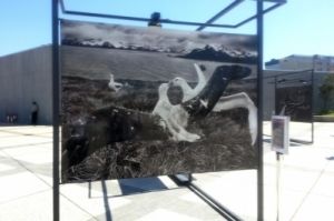 Foto com albatroz por Sebasti&atilde;o Salgado