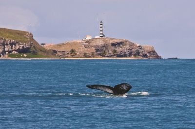 Foto: Instituto Baleia Jubarte Foto: Instituto Baleia Jubarte