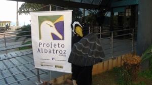 Pardela-de-óculos Pardela-de-óculos