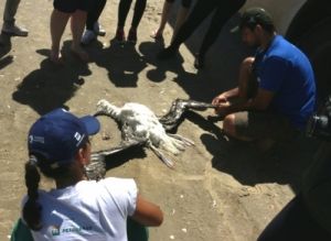 Sa&iacute;da a campo do minicurso 'Biologia e Conserva&ccedil;&atilde;o de Aves Marinhas'