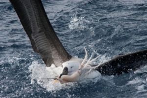 Albatroz-de-sobrancelha-negra fisga isca do espinhel pelágico. A captura incidental ocorre durante a largada das iscas. Ao tentarem se alimentar, as aves marinhas podem ficar presas no anzol e morrerem afogadas. Foto: Fabiano Peppes/Projeto Al Albatroz-de-sobrancelha-negra fisga isca do espinhel pelágico. A captura incidental ocorre durante a largada das iscas. Ao tentarem se alimentar, as aves marinhas podem ficar presas no anzol e morrerem afogadas. Foto: Fabiano Peppes/Projeto Al