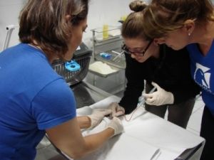 Equipe do Projeto Albatroz e Aiuk&aacute; hidratam o petrel