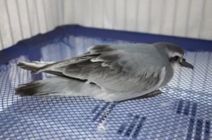 Faig&atilde;o-de-bico-fino (Pachyptila belcheri).