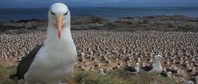 Foto: Andy Rouse Foto: Andy Rouse