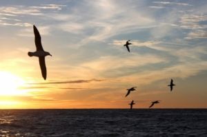 O albatroz-errante &eacute; a maior ave do planeta; com as asas abertas, chega a medir 3,5 metros