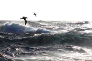 As &aacute;guas oc&ecirc;anicas do sul do Brasil s&atilde;o uma &aacute;rea importante de alimenta&ccedil;&atilde;o dos albatrozes
