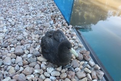 petrel-gigante (Macronectes giganteus) que est&aacute; sendo reabilitado