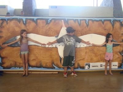 O Painél de Envergadura permite que as pessoas possam comparar seu tamanho com a envergadura da ave O Painél de Envergadura permite que as pessoas possam comparar seu tamanho com a envergadura da ave