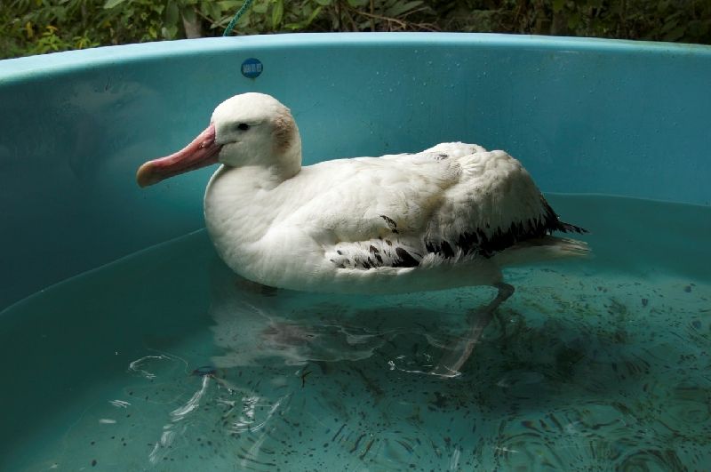 Diretrizes Diretrizes