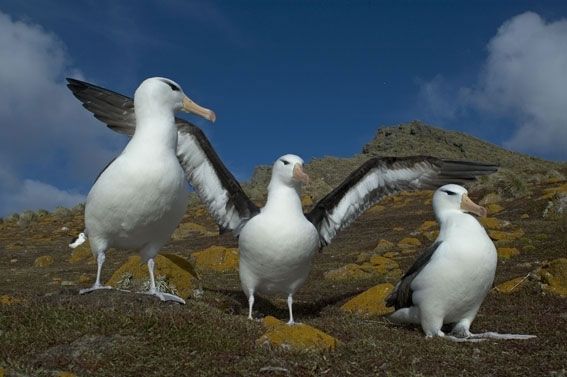 albatrozes-e-petreis-6