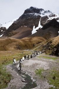 South Georgia 3 @Allan Hansen South Georgia 3 @Allan Hansen