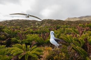 Trista?o da Cunha Trista?o da Cunha