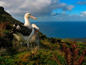 Foto Noti?cias_Ilhas_Gough Foto Noti?cias_Ilhas_Gough