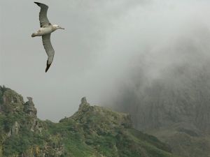 Foto Noti?cias_Ilhas_Gough 3 Foto Noti?cias_Ilhas_Gough 3