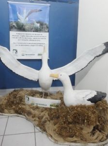 -projetoalbatroz-exposic-a-o-museu-oceanogra-fico-arrraial-do-cado-novembro-5-co-pia -projetoalbatroz-exposic-a-o-museu-oceanogra-fico-arrraial-do-cado-novembro-5-co-pia