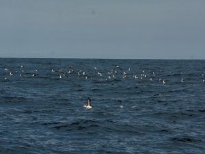 Foto Noti?cias_Mar de alba 5