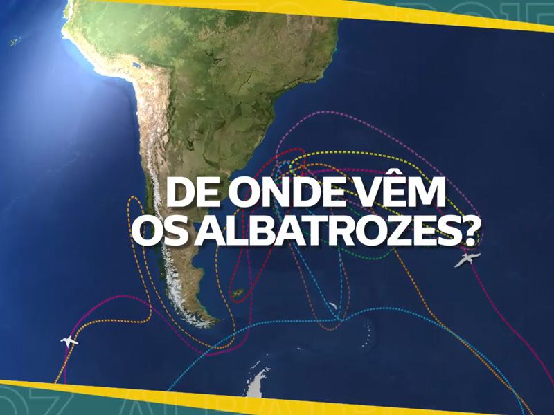 Foto Notícias_Albatroz Responde Foto Notícias_Albatroz Responde