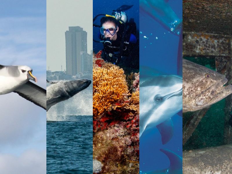 CENTRO ALBATRO (5) CENTRO ALBATRO (5)