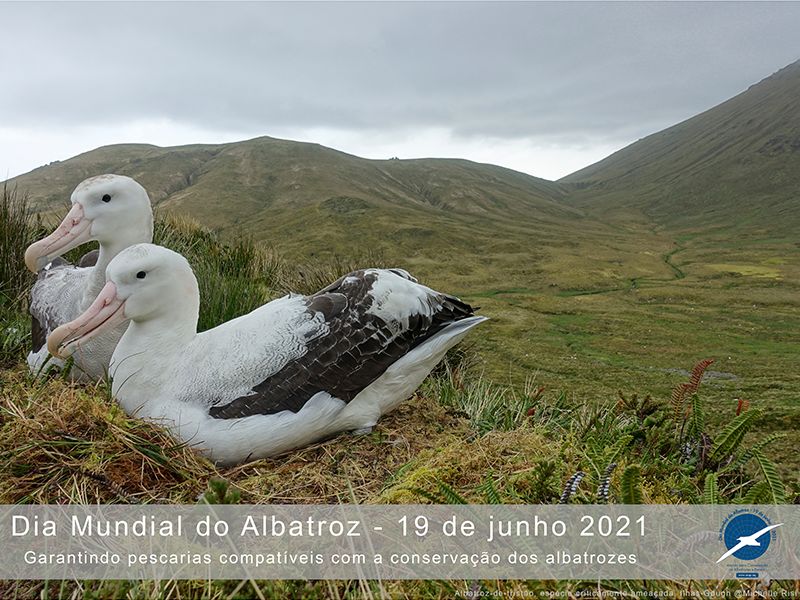 Foto Notícias_WorldAlbatrossDay Foto Notícias_WorldAlbatrossDay