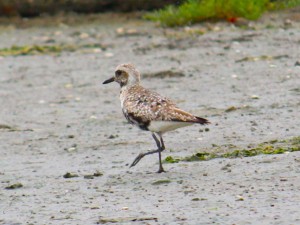 Batuiruçu-de-axila-preta (Pluvialis squatarola). Imagem: Eduardo Pimenta Batuiruçu-de-axila-preta (Pluvialis squatarola). Imagem: Eduardo Pimenta