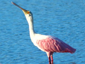 Colhereiro (Platalea ajaja). Imagem: Eduardo Pimenta Colhereiro (Platalea ajaja). Imagem: Eduardo Pimenta