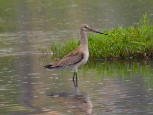 Maçarico-de-bico-virado (Limosa haemastica). Imagem: Eduardo Pimenta Maçarico-de-bico-virado (Limosa haemastica). Imagem: Eduardo Pimenta