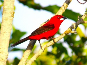 tiê-sangue (Ramphocelus bresilius). Imagem: Eduardo Pimenta tiê-sangue (Ramphocelus bresilius). Imagem: Eduardo Pimenta