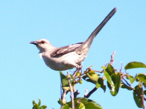 Sabiá-da-praia (Mimus gilvus). Imagem: Eduardo Pimenta Sabiá-da-praia (Mimus gilvus). Imagem: Eduardo Pimenta