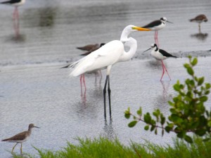 Garça-branca-grande (Ardea alba) Garça-branca-grande (Ardea alba)