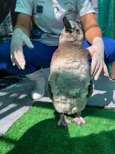 2025_01 - Pinguim muda  (2)