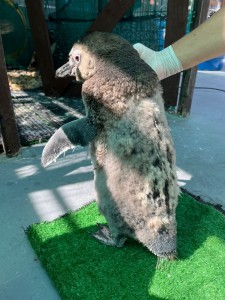 2025_01 - Pinguim muda (1)