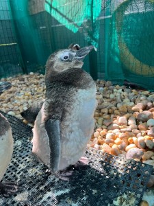 2025_02 - Pinguim muda (3)