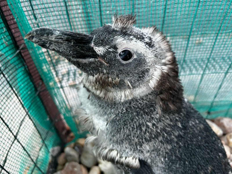 2025_02 - Pinguim muda Lilica