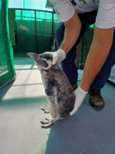 2025_02 - Pinguim muda Piratinha (1)