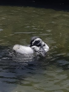 2025_02 - Pinguins muda feita (3)