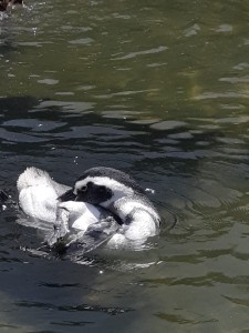 2025_02 - Pinguins muda feita(2)