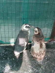 2525_02 - Pinguim muda casal Lilica e Cenourinha