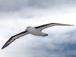 Foto_Albatroz de sobrancelha negra