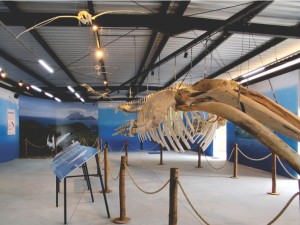 Foto_Notícia (800 x 600 px) (7) Foto_Notícia (800 x 600 px) (7)